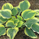 Hosta 'Ivory Coast'